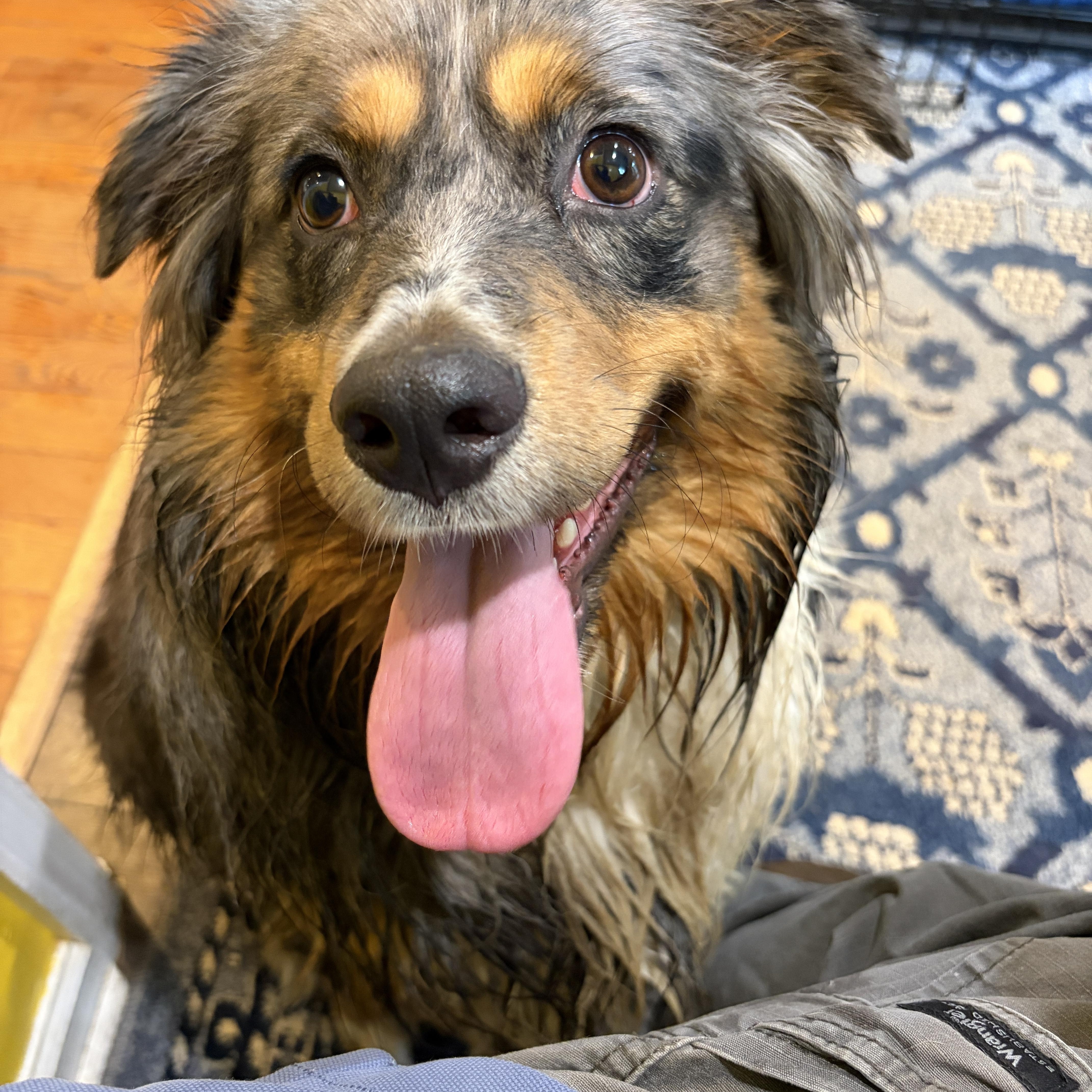 Duke