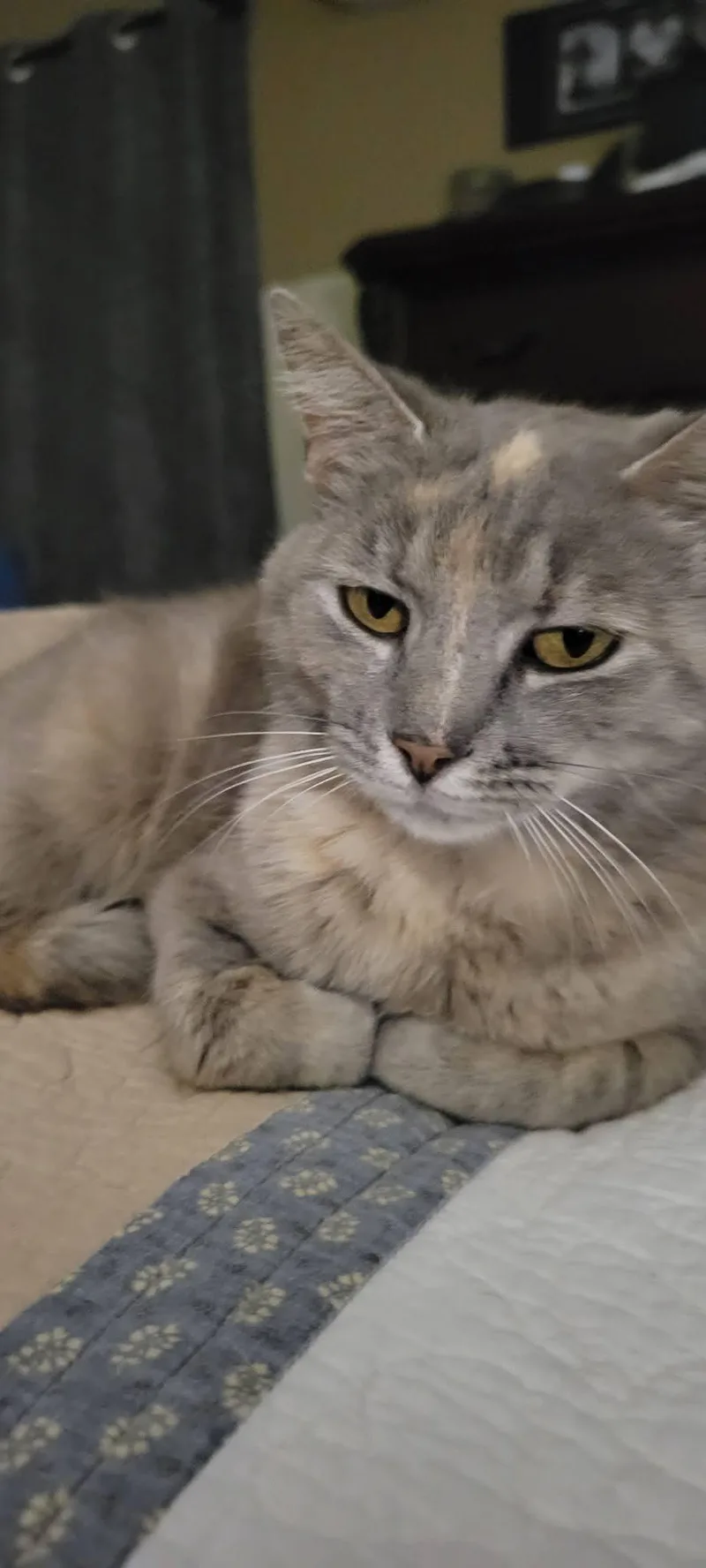 An adult medium-sized female American Shorthair cat named Doris for adoption in Roanoke, AL