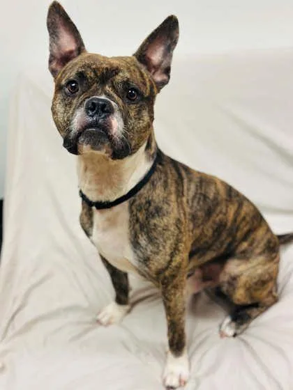 An adult large-sized male Mixed Breed dog named Chameleon for adoption in West Chester, PA