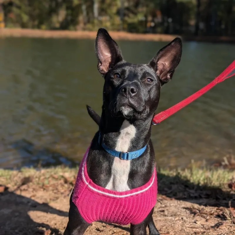 Black Widow thumbnail 2