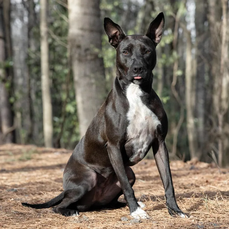 Black Widow thumbnail 3