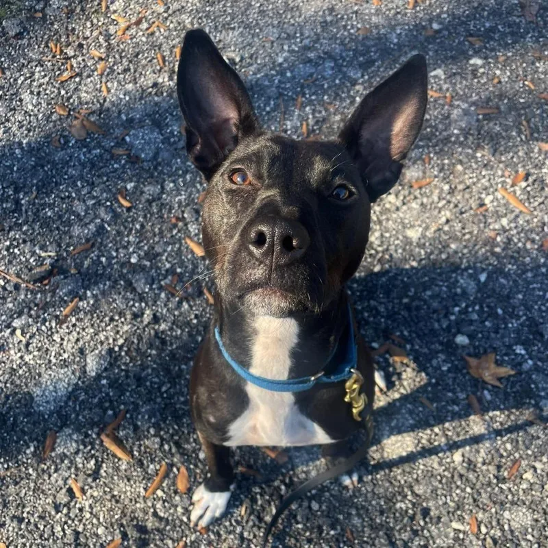 Black Widow thumbnail 4