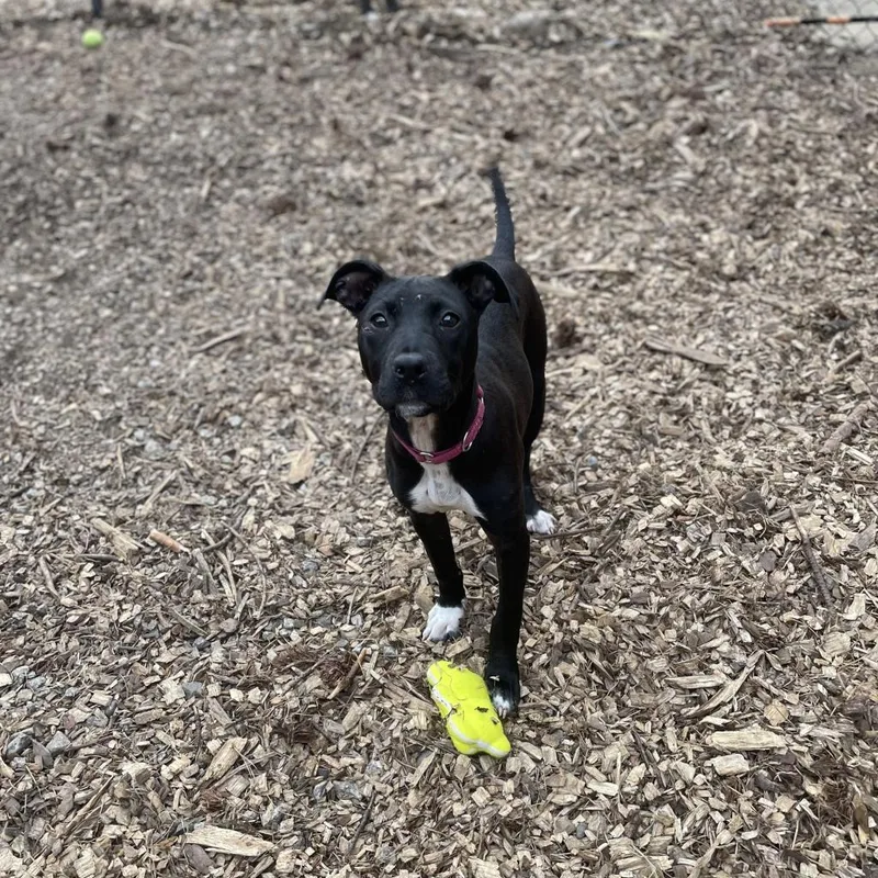 Black Widow thumbnail 5