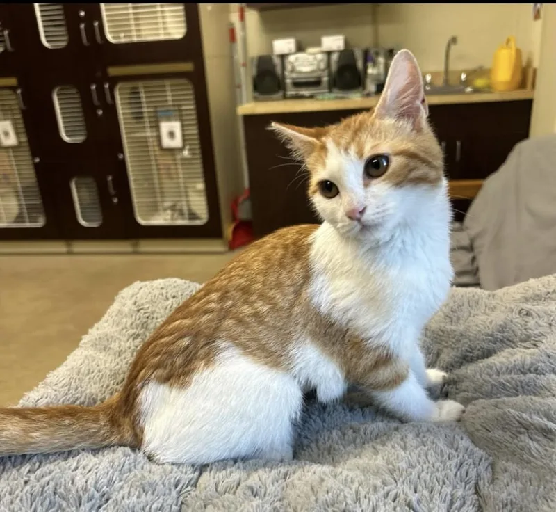 A young medium-sized female Orange & White Domestic Short Hair cat named Adele for adoption in Myerstown, PA
