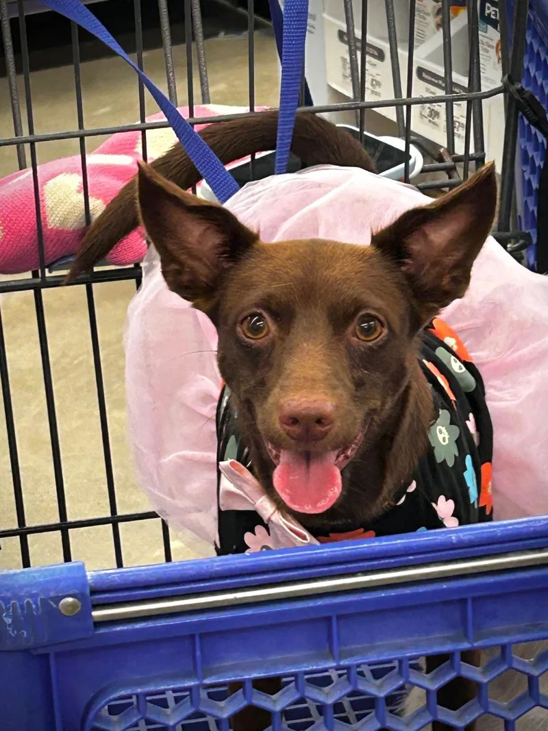 A young small-sized female Brown / Chocolate Chihuahua dog named CHOCOLATE  happy girl for adoption in New York, NY