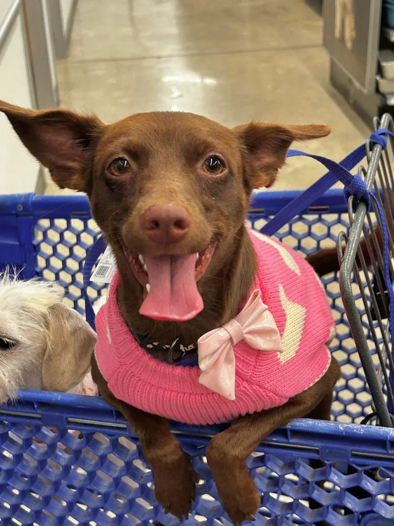 CHOCOLATE  happy girl thumbnail 5