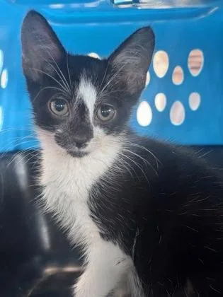 A baby small-sized female Domestic Short Hair cat named Night Light for adoption in West Chester, PA