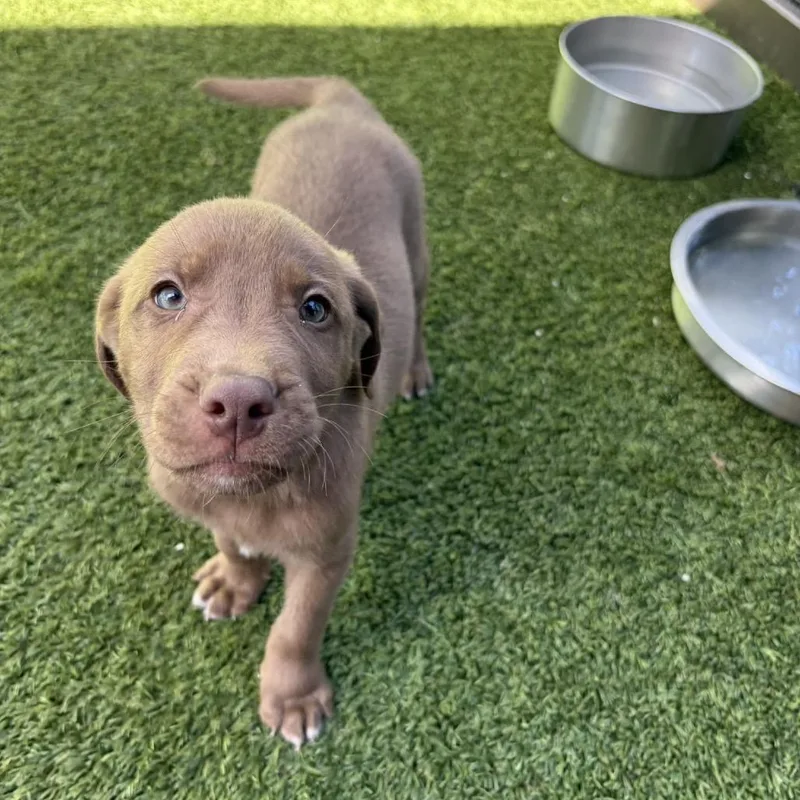 A young medium-sized male Yellow / Tan / Blond / Fawn Mixed Breed dog named Colby AKA Oliver for adoption in LOXAHATCHEE, FL