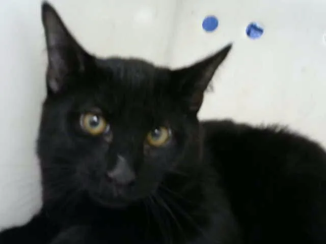 A young medium-sized male Domestic Short Hair cat named Vader for adoption in Albuquerque, NM