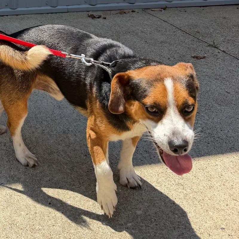 A young small-sized male Black Beagle dog named Boots for adoption in Princeton, KY