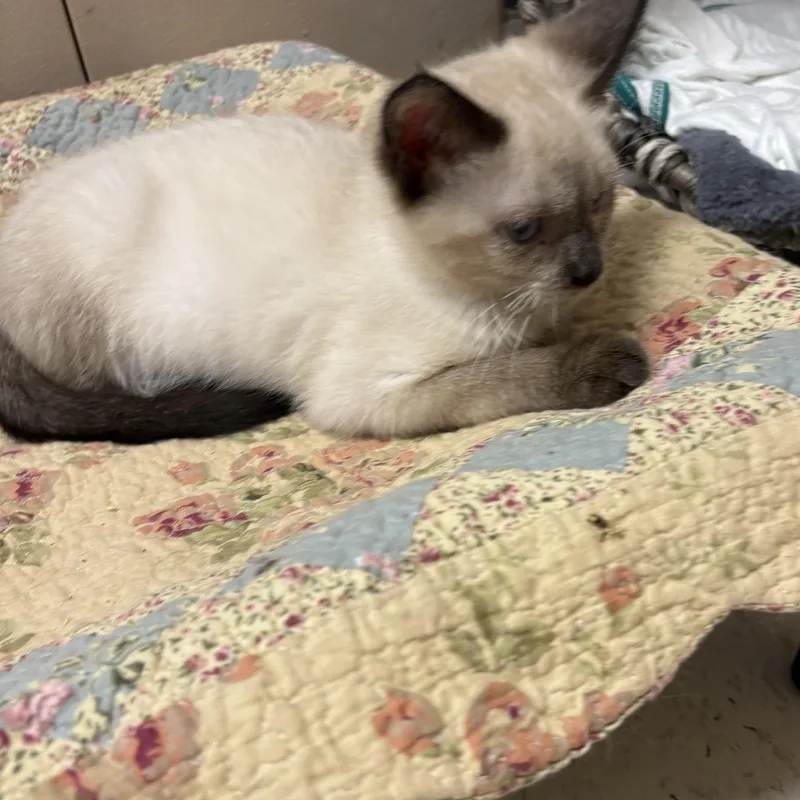A baby small-sized male Siamese cat named Lesley for adoption in North Arlington, NJ