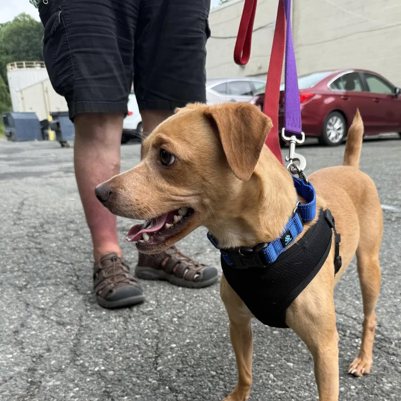 A young small-sized male Golden Terrier dog named Bee Brown for adoption in Stanhope, NJ