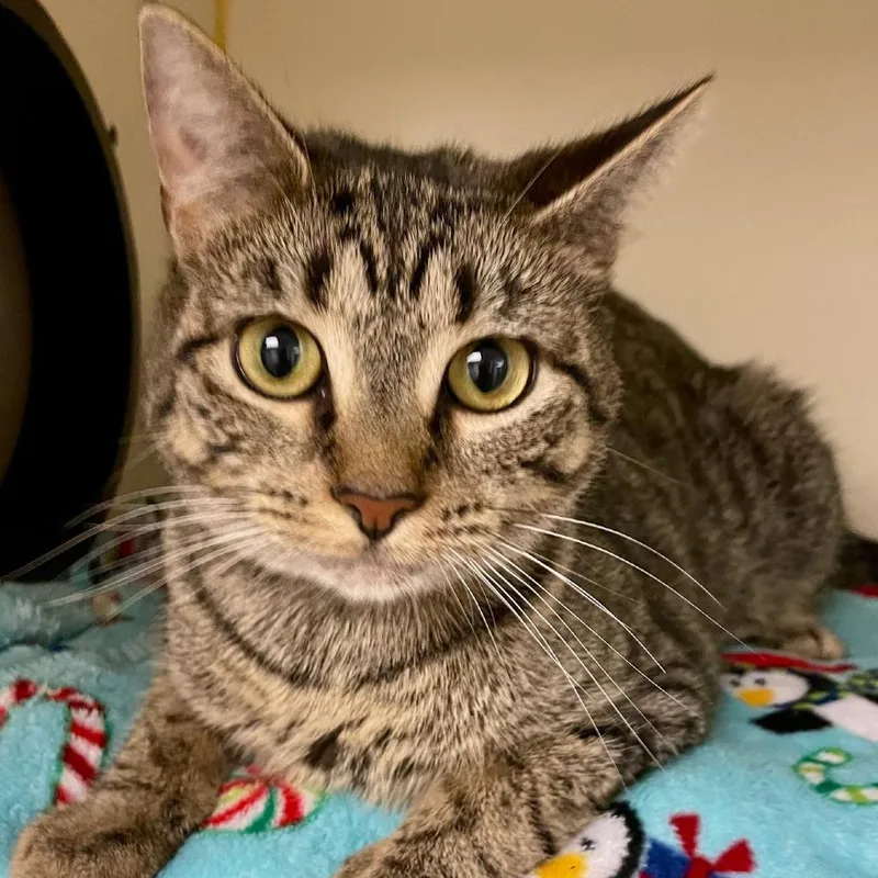A young medium-sized female Brown / Chocolate Domestic Short Hair cat named Mozz for adoption in Concord, NH