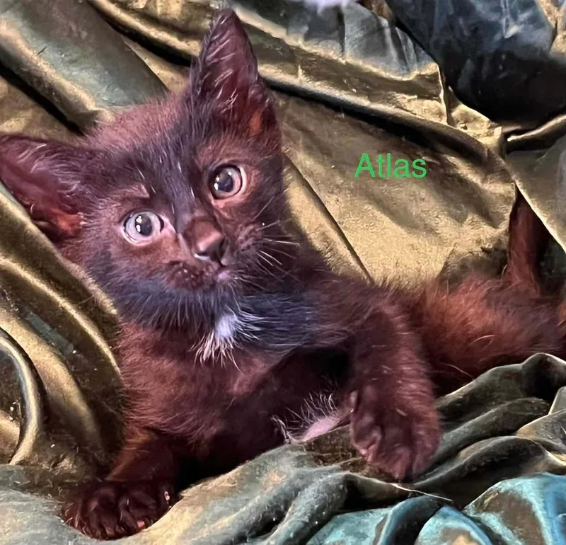 A baby small-sized male American Shorthair cat named Atlas for adoption in El Dorado, AR