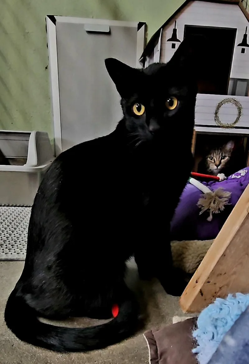 An adult medium-sized male Black American Shorthair cat named Warren for adoption in Pinedale, WY