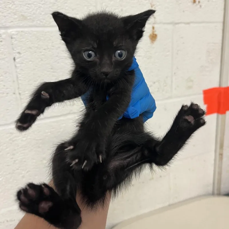 A baby small-sized male Black Domestic Short Hair cat named Froyo F for adoption in Edinburg, TX
