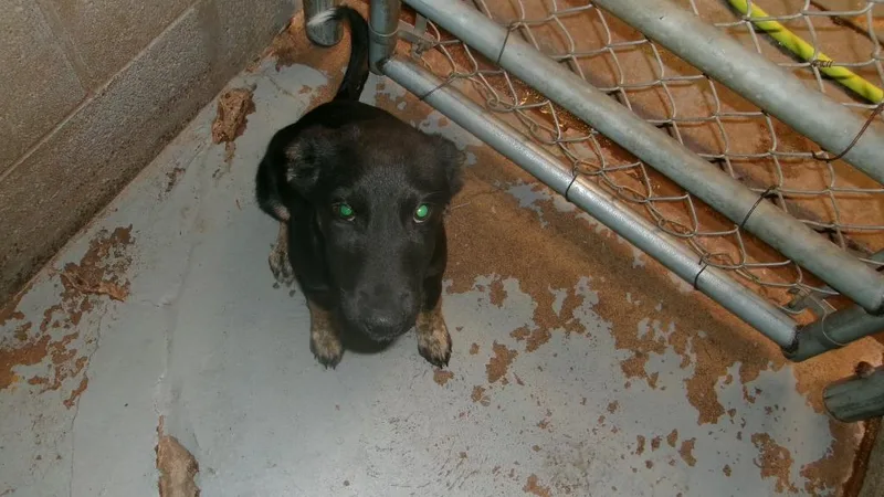 A baby small-sized male Shepherd dog named Skip for adoption in Winslow, AZ