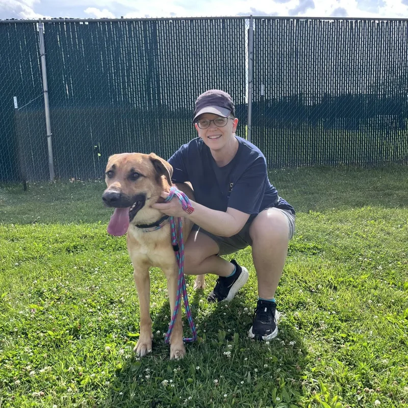 An adult large-sized male Apricot / Beige Shepherd dog named Moose for adoption in West Jefferson, OH