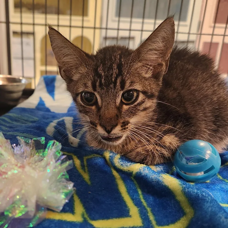A baby medium-sized male Tabby (Brown / Chocolate) Domestic Short Hair cat named Arlo for adoption in Charleston, SC