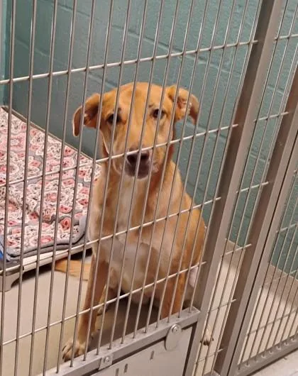 An adult large-sized female Mixed Breed dog named Ella for adoption in Fallston, MD