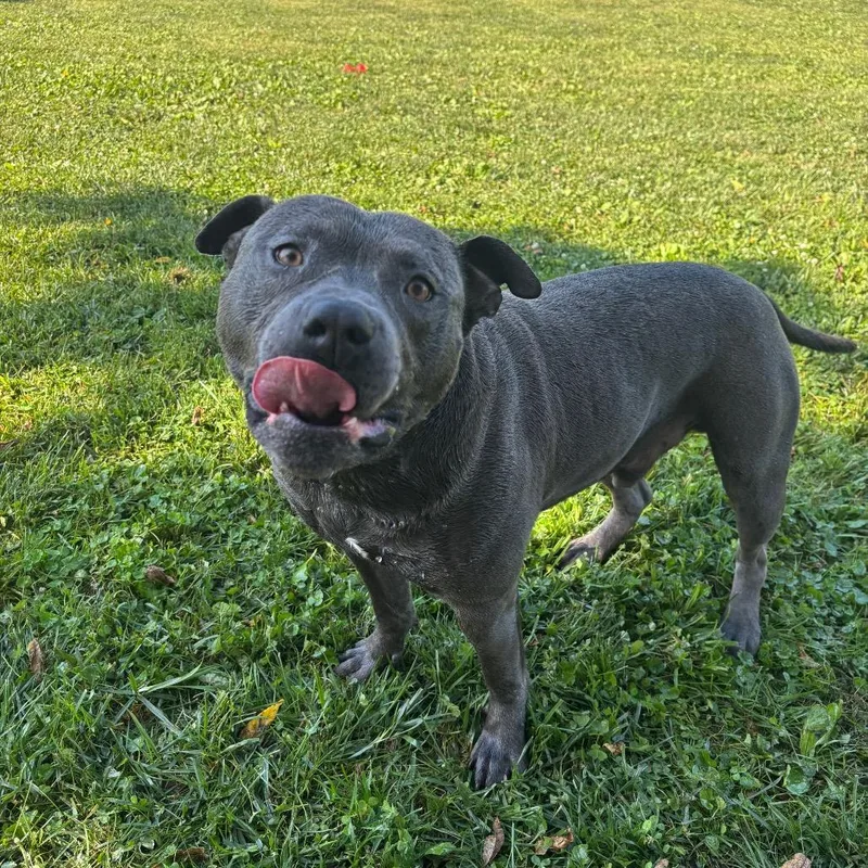 An adult large-sized male Gray / Blue / Silver Pit Bull Terrier dog named Macho for adoption in Marshalltown, IA