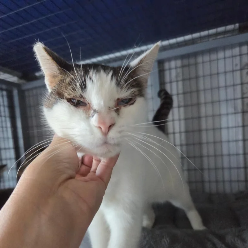 An adult medium-sized female White Domestic Short Hair cat named Reveal for adoption in St. Helena, CA