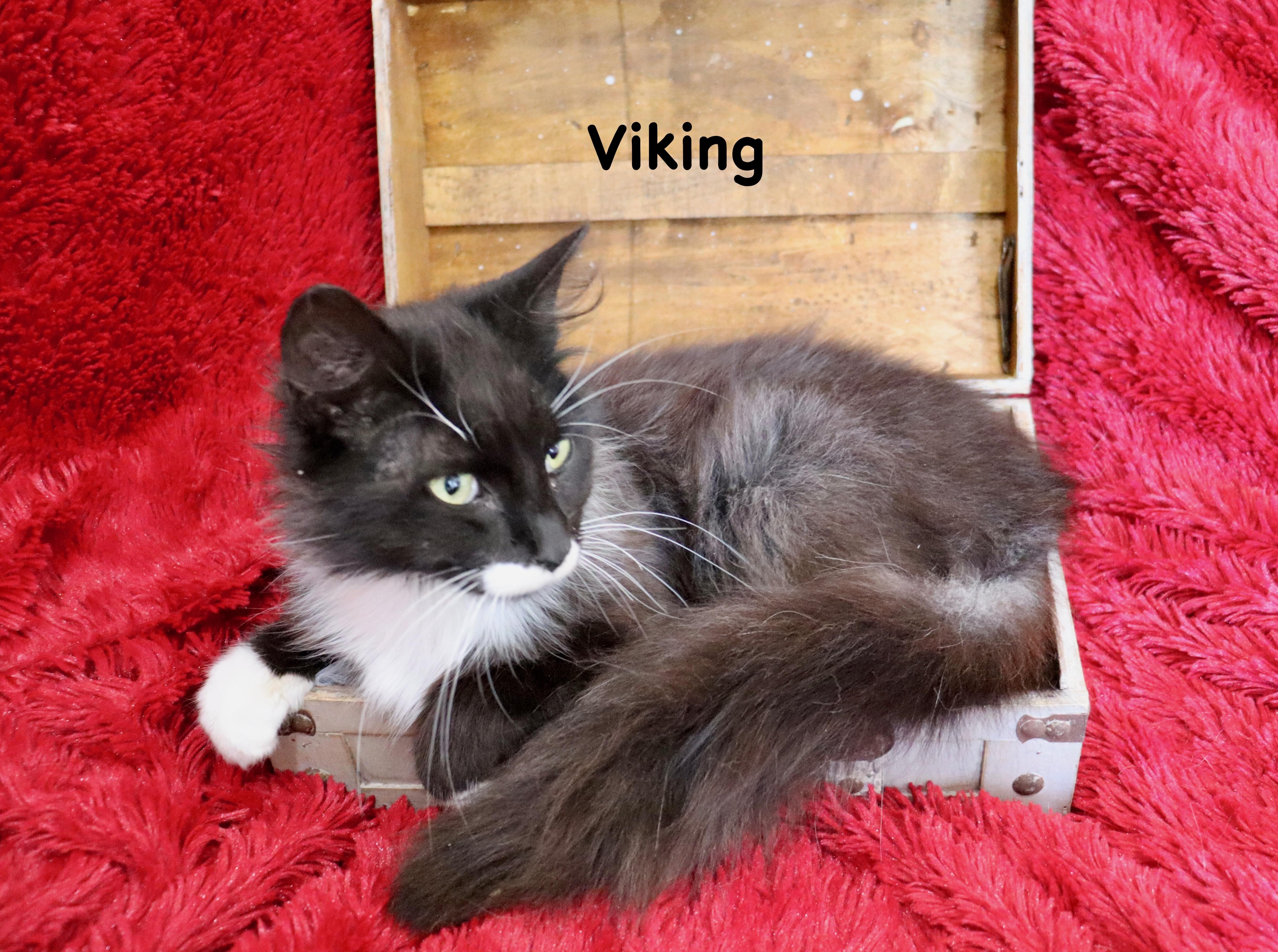 Viking thumbnail 2