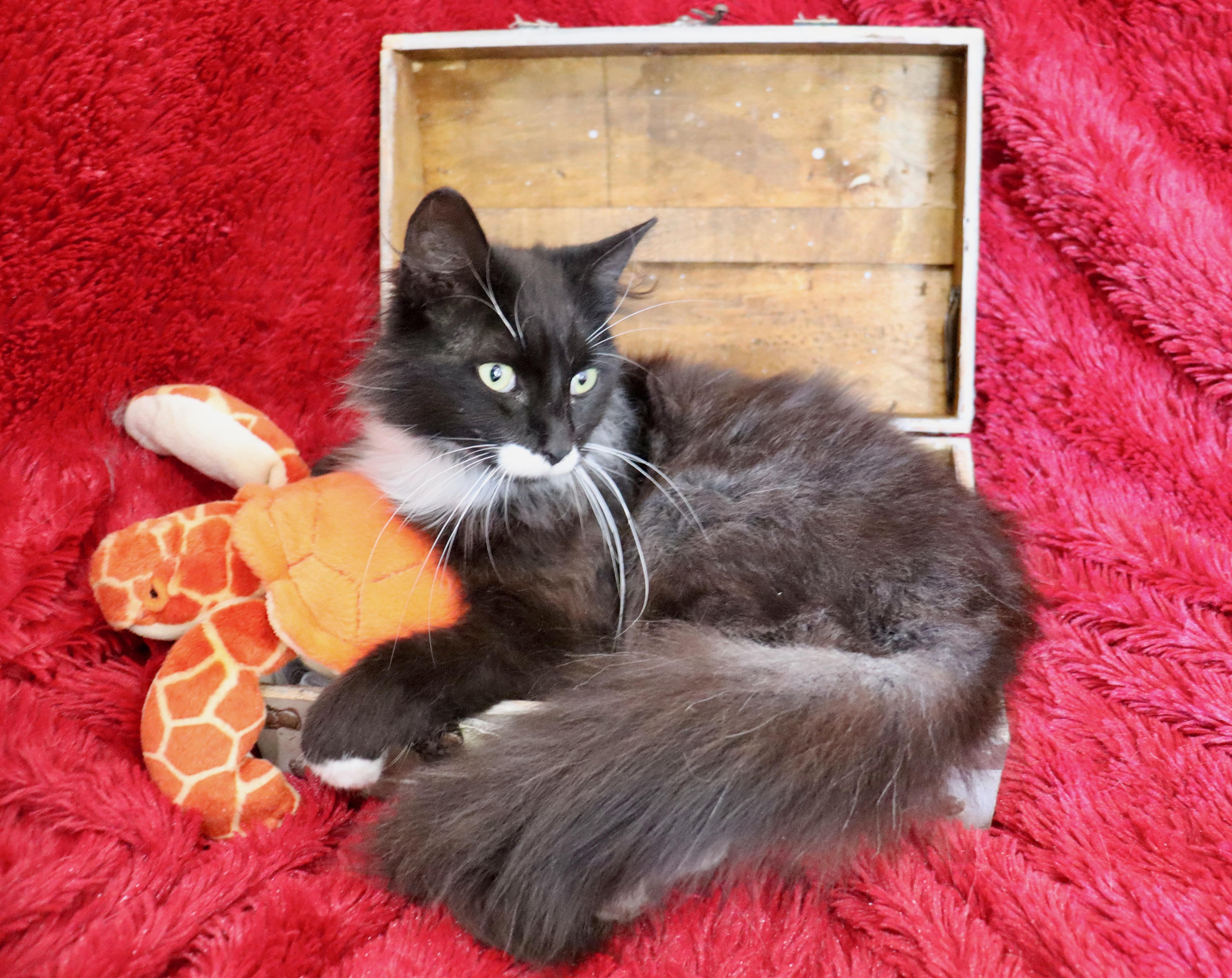 An adult medium-sized male Black & White / Tuxedo Maine Coon cat named Viking for adoption in Saint Augustine, FL