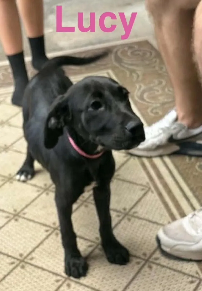 A baby medium-sized female Mixed Breed dog named Lucy for adoption in Rock Hill, NY