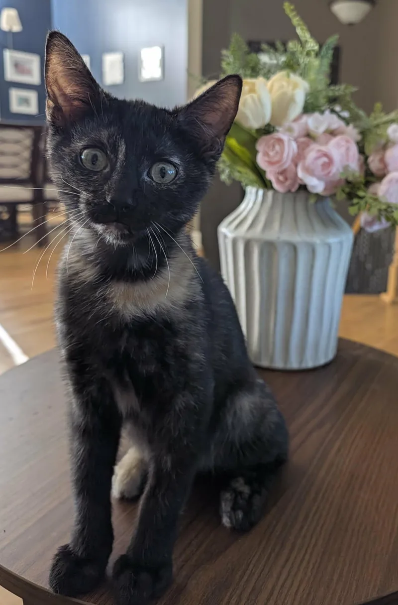 A baby medium-sized female Tortoiseshell Domestic Short Hair cat named Athena for adoption in Overland Park, KS