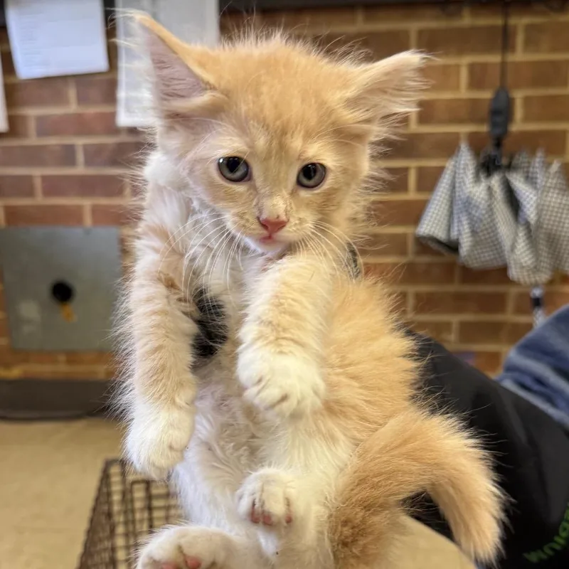 A baby small-sized male Buff / Tan / Fawn Domestic Long Hair cat named Max for adoption in Birmingham, AL