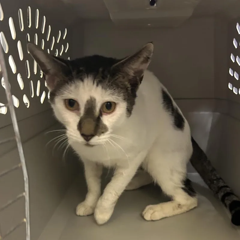 An adult large-sized male Domestic Short Hair cat named Sea Bass for adoption in Charlottesville, VA