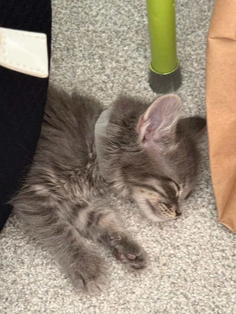 A baby medium-sized male Gray & White Domestic Medium Hair cat named McFlurry for adoption in Mokena, IL