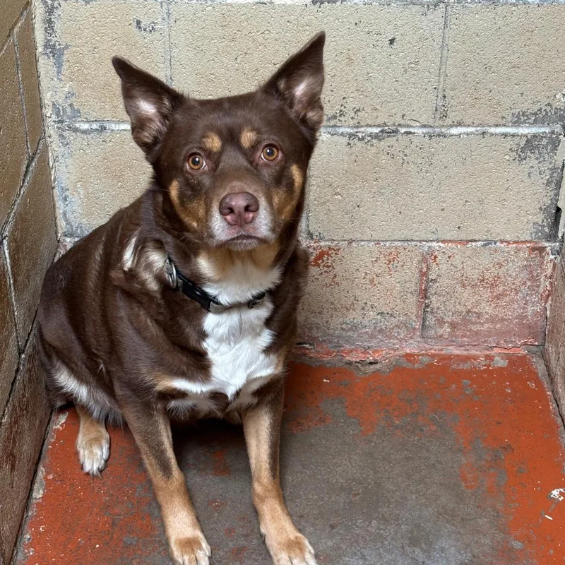 A young medium-sized female Brown / Chocolate Australian Kelpie dog named Pooty for adoption in Douglas, AZ