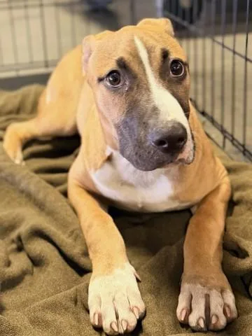 A baby small-sized male Pit Bull Terrier dog named Hamilton for adoption in Bakersfield, CA