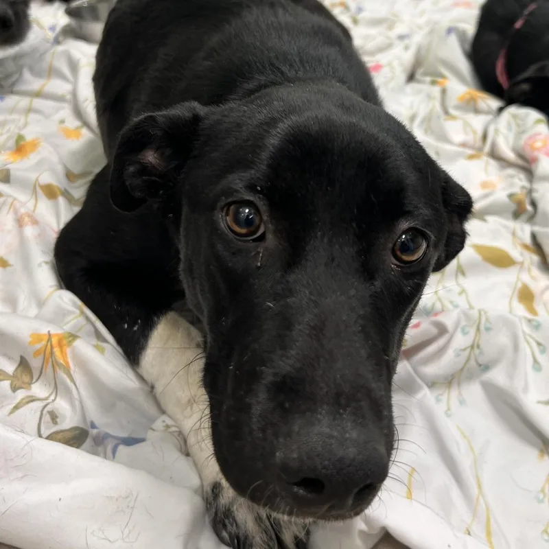 A young medium-sized female Black Labrador Retriever dog named Vihuela for adoption in Austin, TX