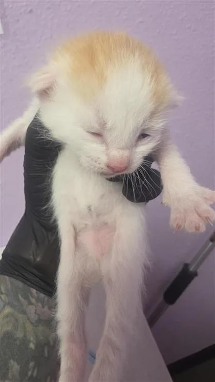 A baby small-sized male Domestic Short Hair cat named 61460356 for adoption in El Paso, TX
