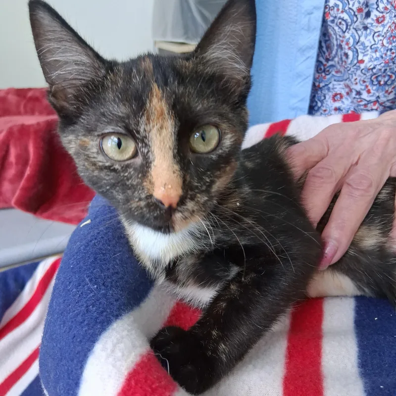A baby medium-sized female Tortoiseshell Domestic Short Hair cat named Wednesday for adoption in Northfield, MN