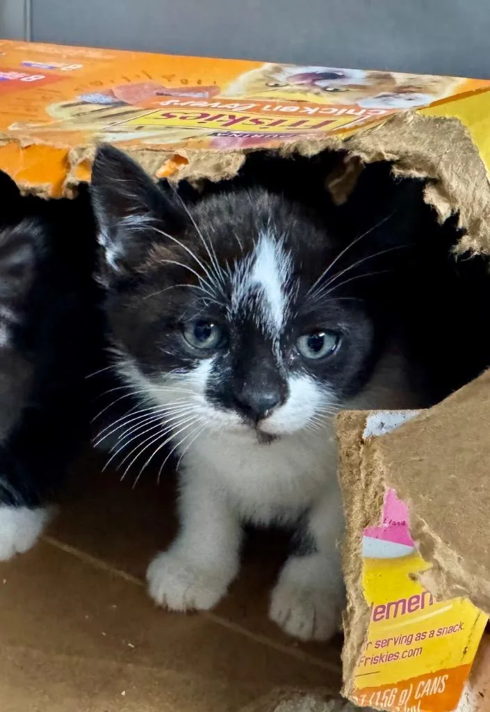 A baby medium-sized female Domestic Short Hair cat named Marge for adoption in Danielsville, GA