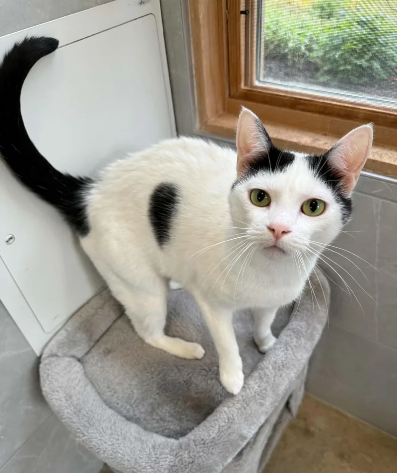 A young medium-sized female Black Domestic Short Hair cat named Holly for adoption in Elizabethtown, NY