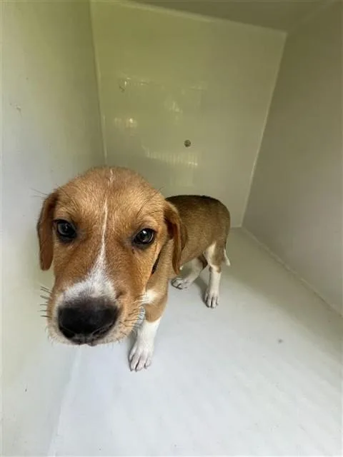 A baby small-sized male Labrador Retriever dog named A for adoption in Houston, TX