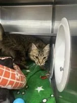 A young medium-sized male Tabby (Brown / Chocolate) Domestic Medium Hair cat named Buckwheat for adoption in Manitowoc, WI
