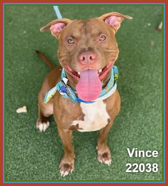 A young medium-sized male Pit Bull Terrier dog named Vince for adoption in Marietta, GA