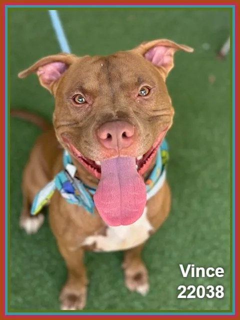 Vince thumbnail 3