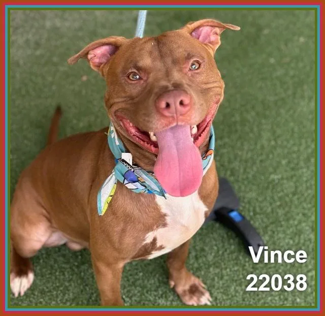 Vince thumbnail 5