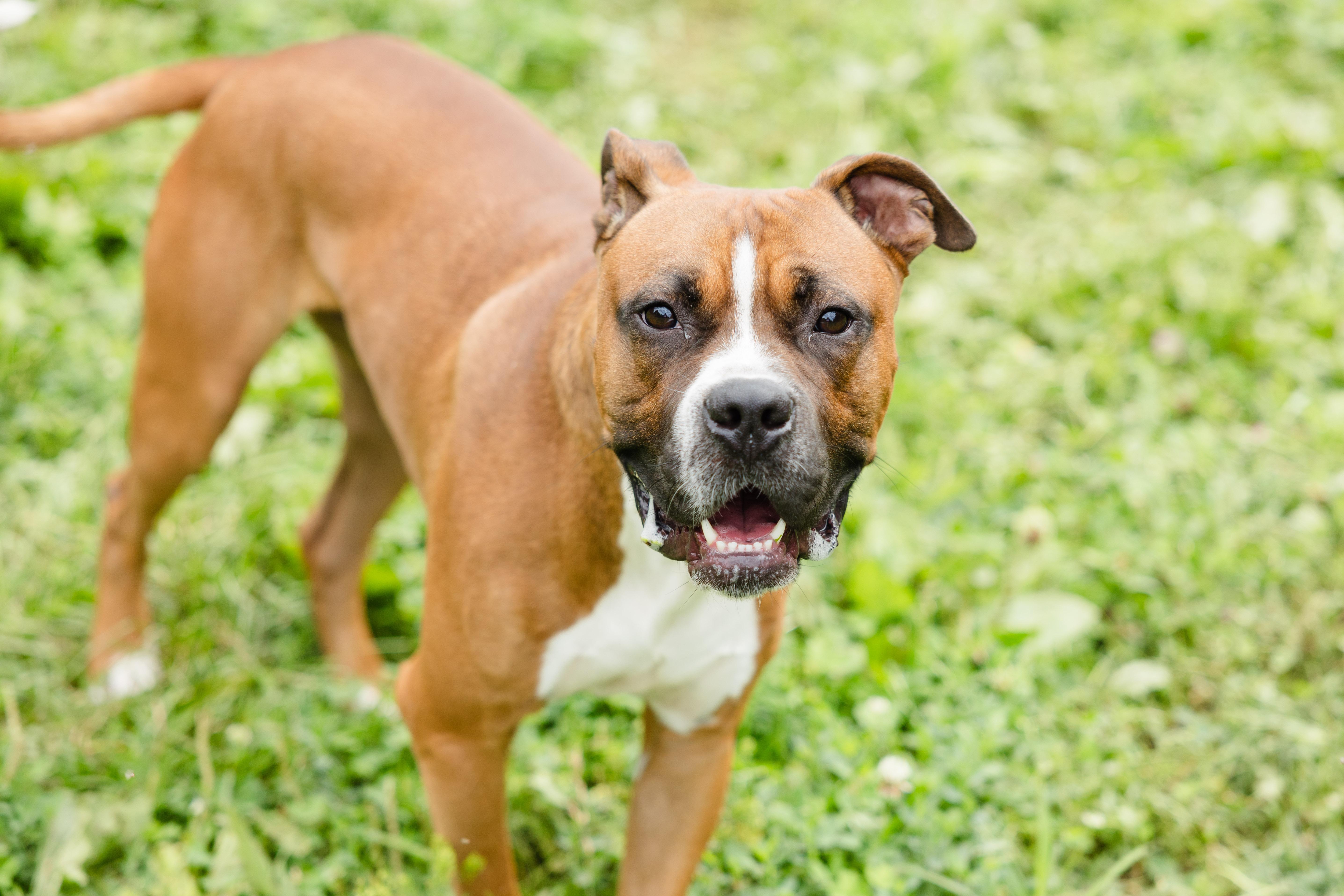 An adult medium-sized male Boxer dog named Hector for adoption in Newburgh, IN