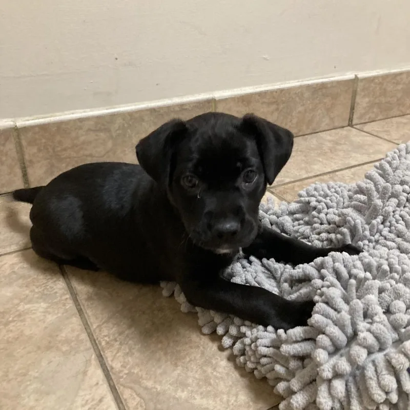 A baby small-sized female Black Pit Bull Terrier dog named Sarsaparilla for adoption in Birmingham, AL