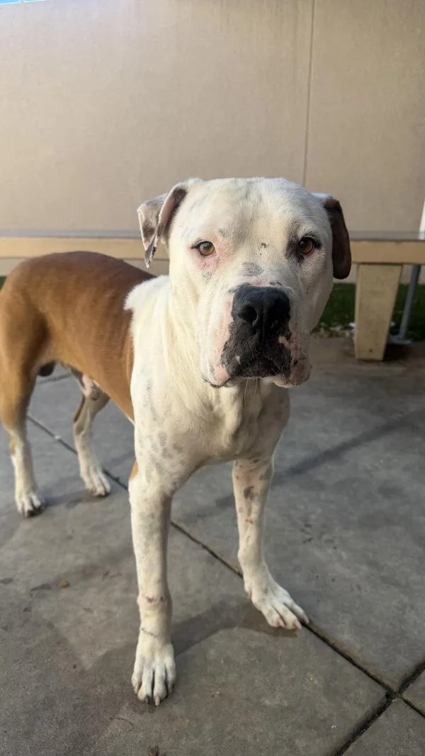 An adult large-sized male Pit Bull Terrier dog named Charlieman for adoption in San Diego, CA
