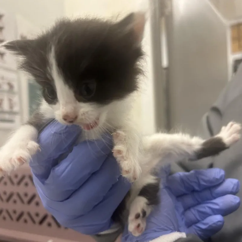 A baby small-sized female Domestic Medium Hair cat named Fox Sparrow for adoption in Park City, UT