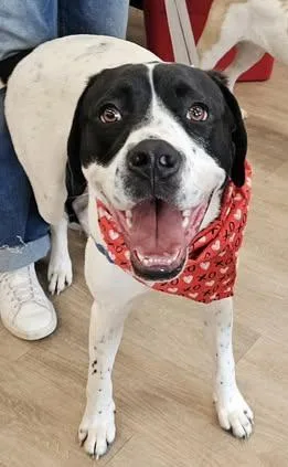 Humphrey thumbnail 2